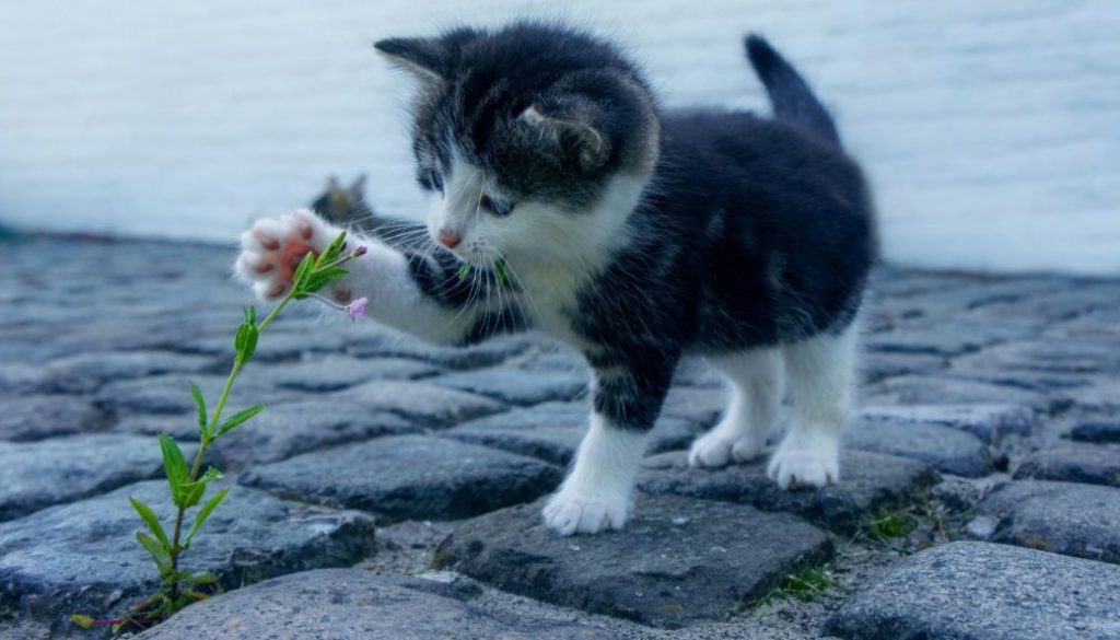 kitten
